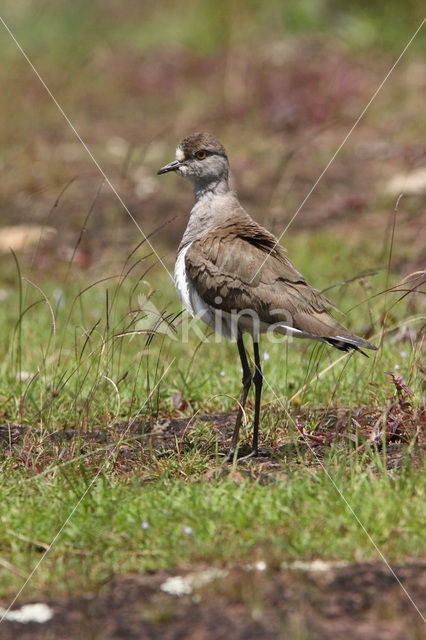 Rouwkievit (Vanellus lugubris)