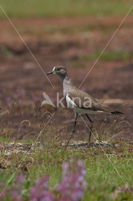 Rouwkievit (Vanellus lugubris)