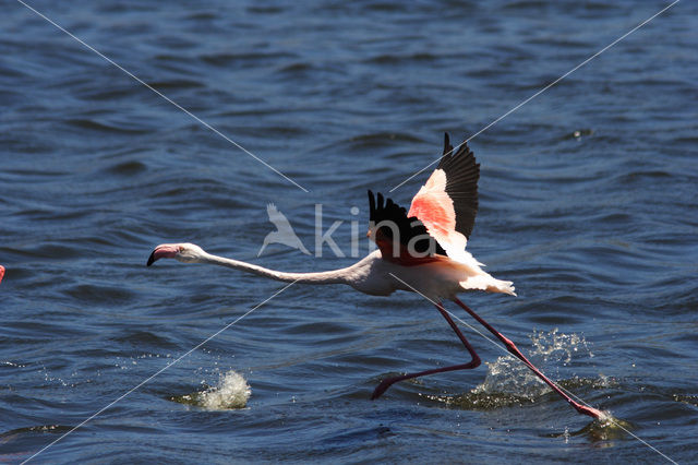 Roze flamingo (Phoenicopterus ruber)