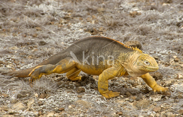 Santa-Fe landleguaan (Conolophus pallidus)