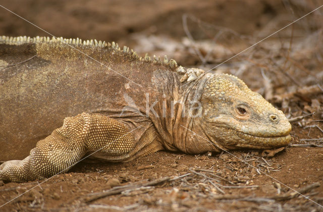 Santa-Fe landleguaan (Conolophus pallidus)