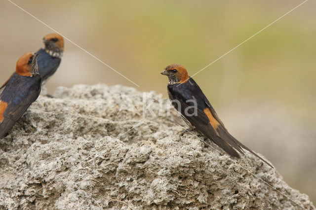 Savannezwaluw (Hirundo abyssinica)