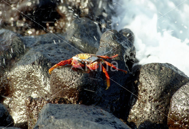 Scharlakenrode rotskrab (Grapsus grapsus)