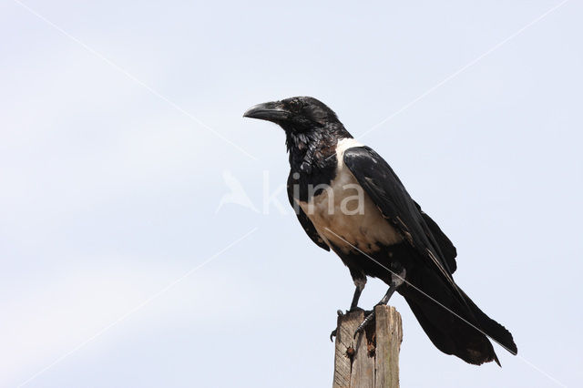 Schildkraai (Corvus albus)