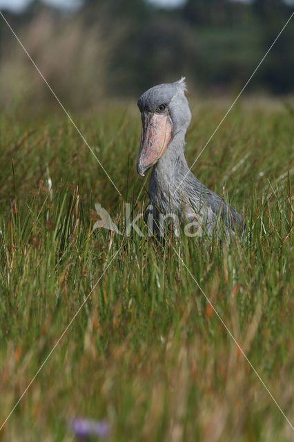 Schoenbekooievaar (Balaeniceps rex)