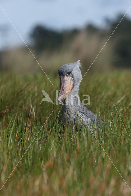 Schoenbekooievaar (Balaeniceps rex)