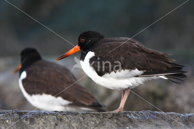 Scholekster (Haematopus ostralegus)