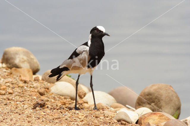 Smidsplevier (Vanellus armatus)