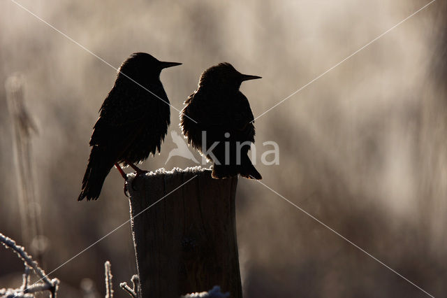 Spreeuw (Sturnus vulgaris)