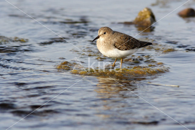 Temmincks Strandloper (Calidris temminckii)