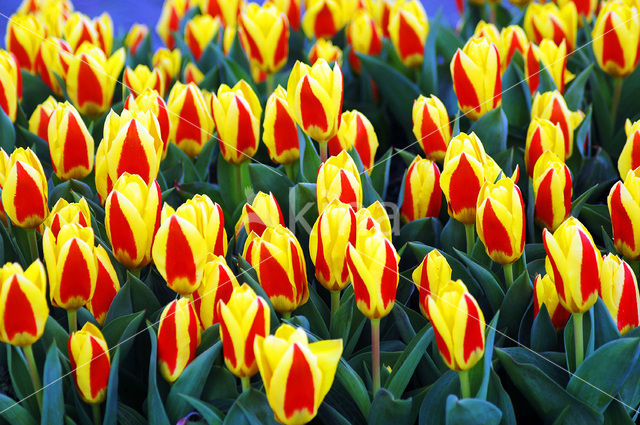 Tulp (Tulipa)