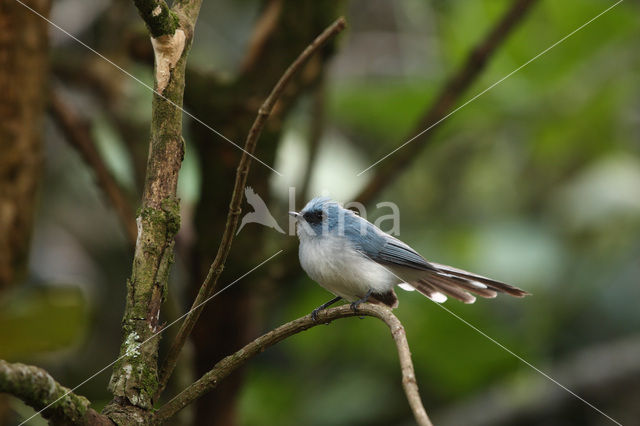 Turkooismonarch (Elminia longicauda)