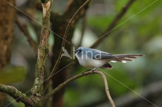 Turkooismonarch (Elminia longicauda)