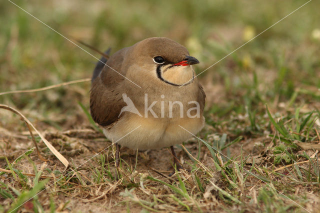 Vorkstaartplevier (Glareola pratincola)