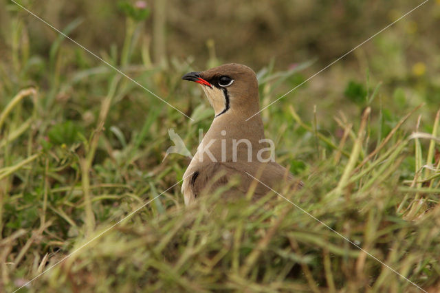 Vorkstaartplevier (Glareola pratincola)