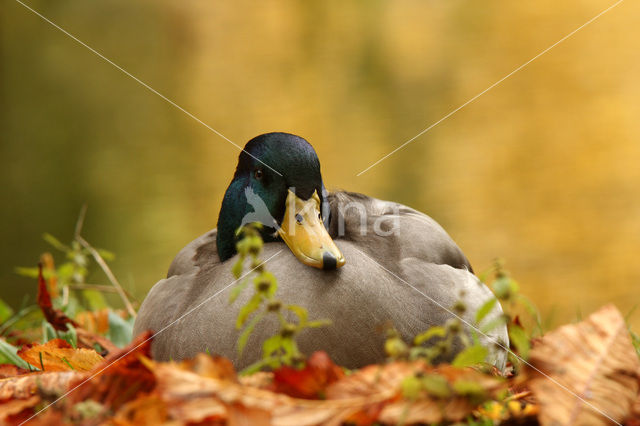 Wilde Eend (Anas platyrhynchos)