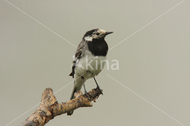 Witte Kwikstaart (Motacilla alba)