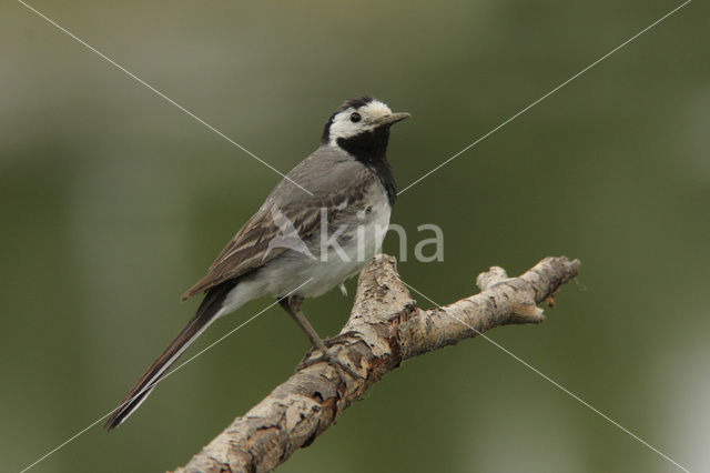 Witte Kwikstaart (Motacilla alba)