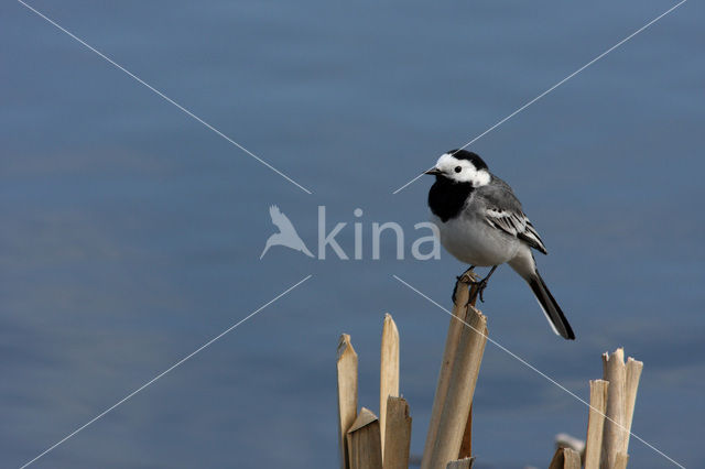 Witte Kwikstaart (Motacilla alba)