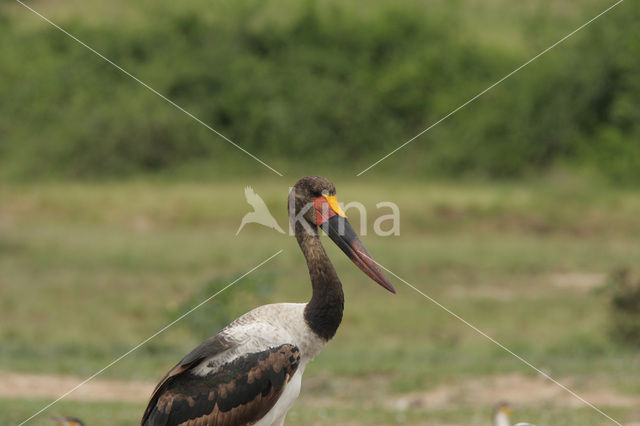 Zadelbekooievaar (Ephippiorhynchus senegalensis)