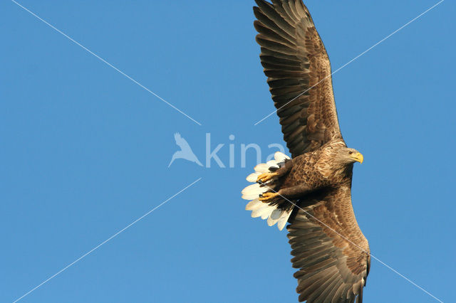 Zeearend (Haliaeetus albicilla)