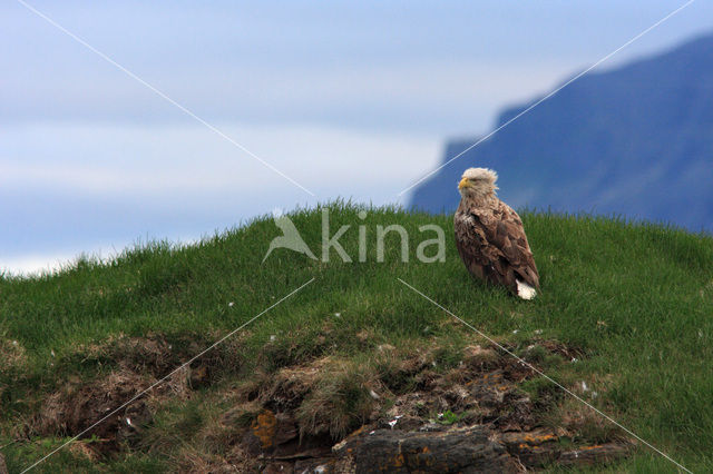 Zeearend (Haliaeetus albicilla)