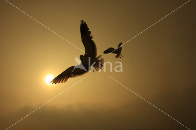 Zilvermeeuw (Larus argentatus)