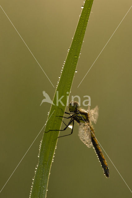 Zwarte heidelibel (Sympetrum danae)