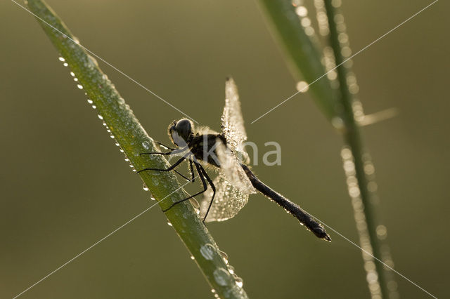 Zwarte heidelibel (Sympetrum danae)