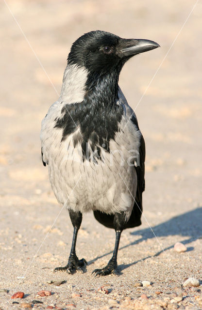 Zwarte Kraai (Corvus corone)