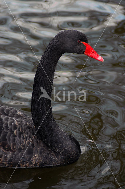 Black swan (Cygnus atratus)