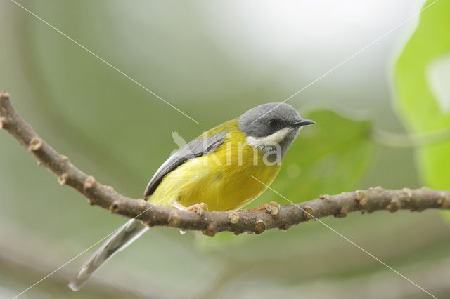 Zwartkeelapalis (Apalis jacksoni)