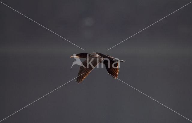 Aalscholver (Phalacrocorax carbo)