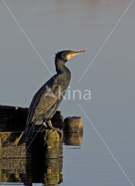 Aalscholver (Phalacrocorax carbo)