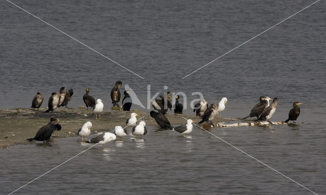 Aalscholver (Phalacrocorax carbo)