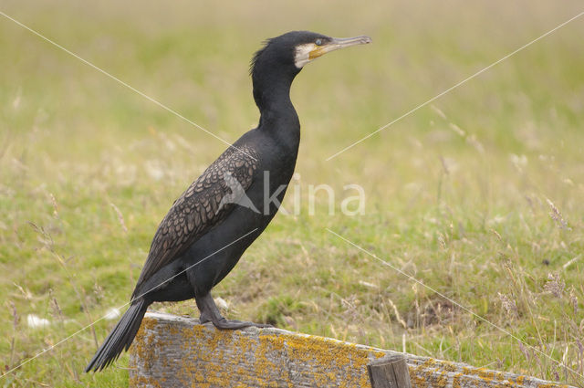 Aalscholver (Phalacrocorax carbo)