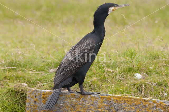 Aalscholver (Phalacrocorax carbo)