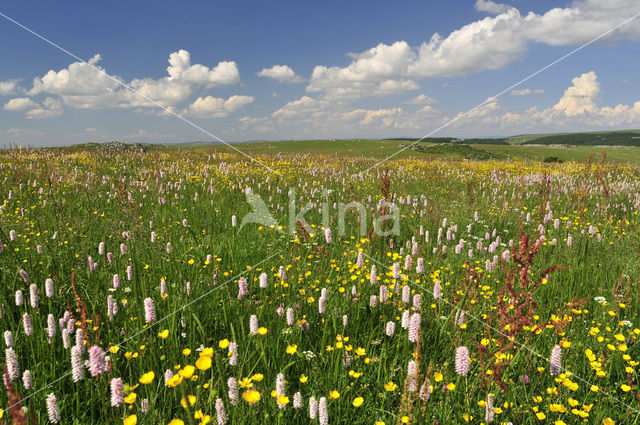 Adderwortel (Persicaria bistorta)