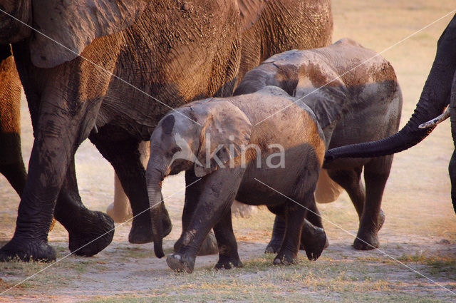 Afrikaanse olifant (Loxodonta africana)