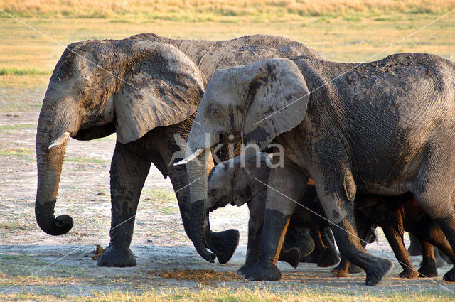 Afrikaanse olifant (Loxodonta africana)