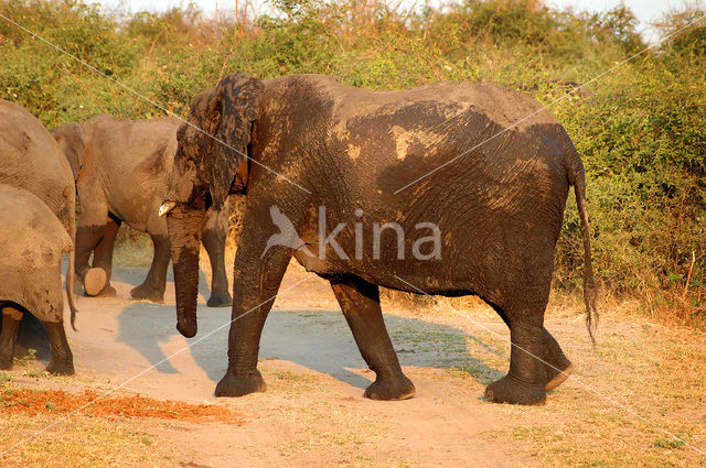 Afrikaanse olifant (Loxodonta africana)