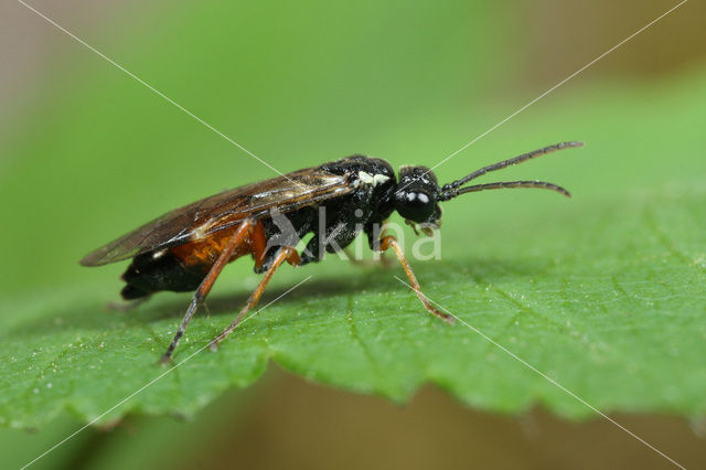 Aglaostigma aucupariae