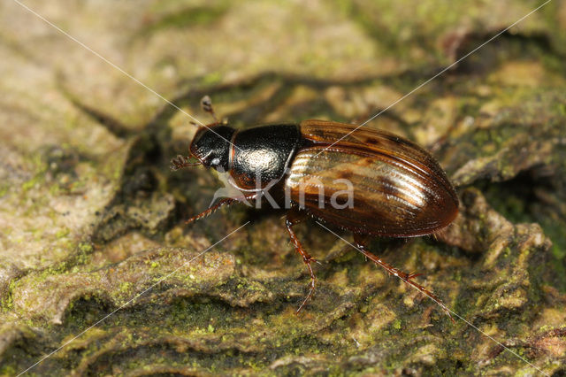 Aphodius obliteratus