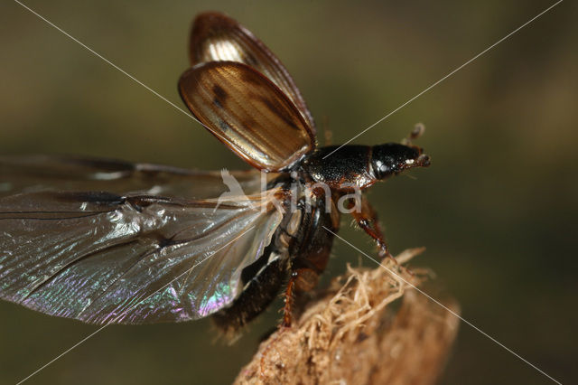 Aphodius obliteratus