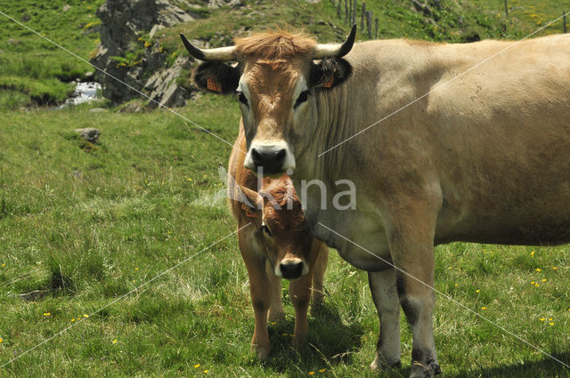 Aubrac rund