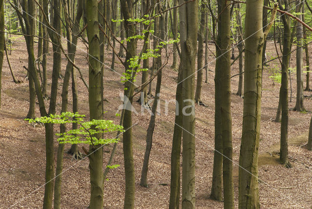 Beuk (Fagus sylvatica)