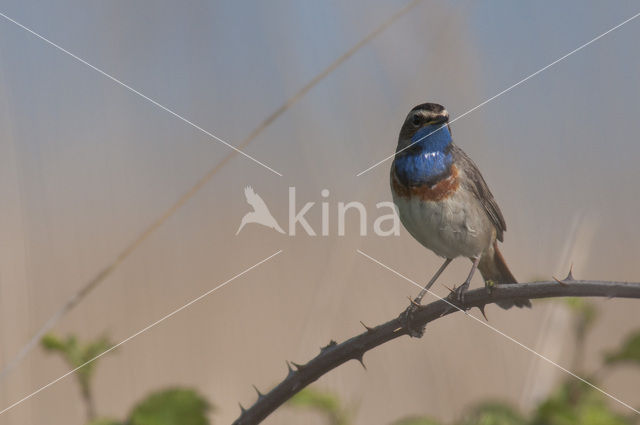 Blauwborst (Luscinia svecica)