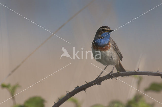 Blauwborst (Luscinia svecica)