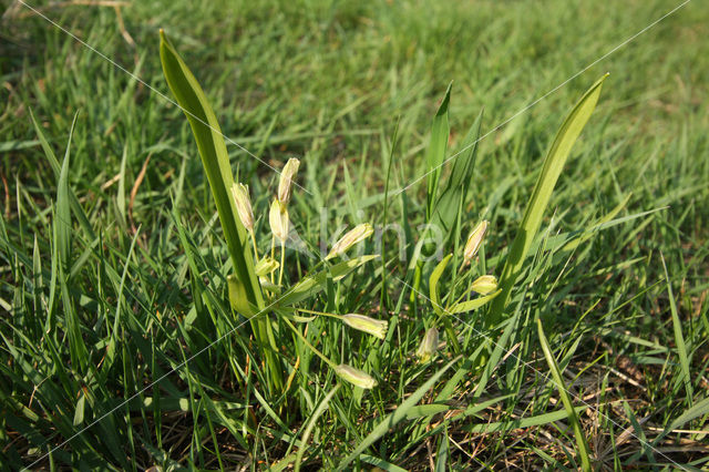 Bosgeelster (Gagea lutea)