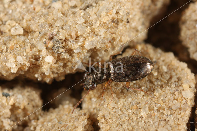 Bosgrootoogje (Asaphidion curtum)